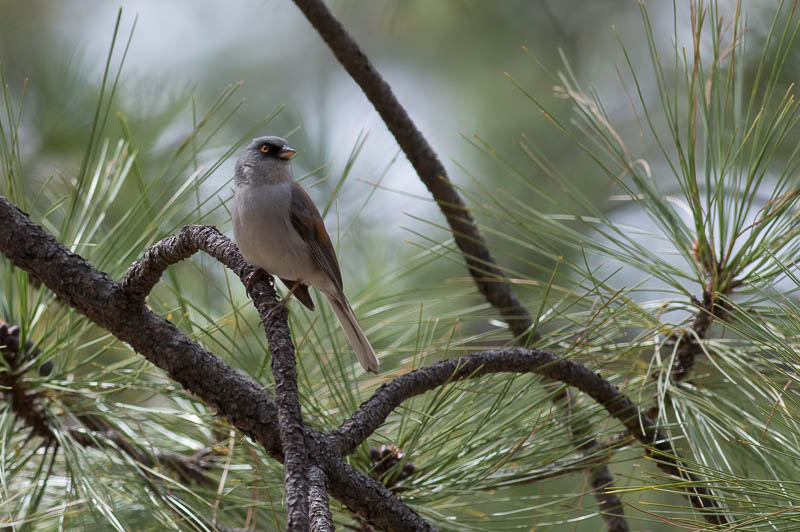 Geeloogjunco